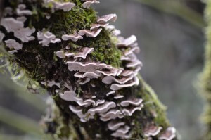 I got this shot while hiking in Oregon, plenty of treasures to be found off the trail